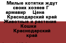 Милые котятки ждут своих хозяев Г. армавир  › Цена ­ 500 - Краснодарский край Животные и растения » Кошки   . Краснодарский край